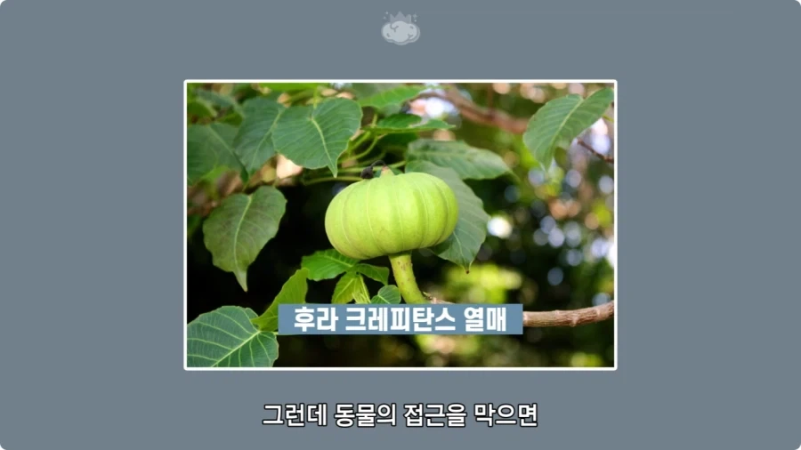 아마존에서 자라는 나무.jpg_32.webp