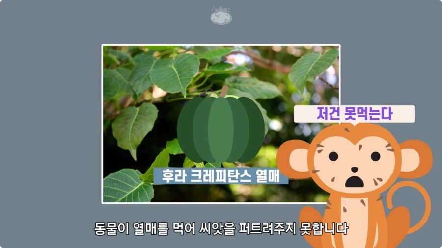아마존에서 자라는 나무.jpg_33.webp
