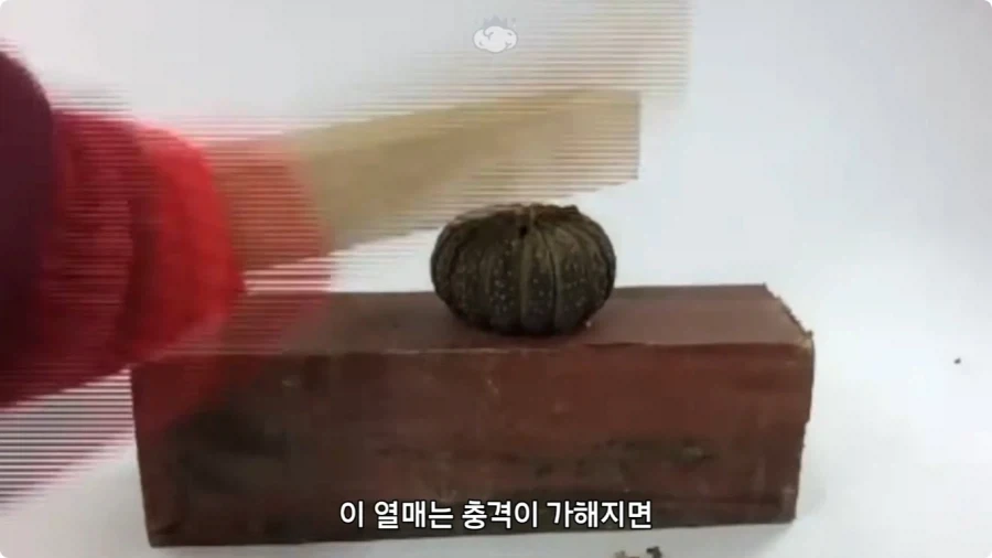 아마존에서 자라는 나무.jpg_36.webp
