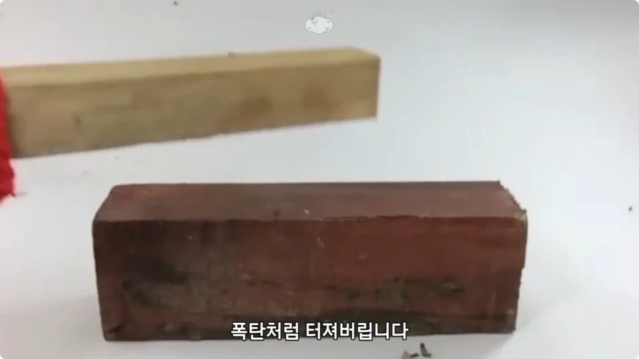 아마존에서 자라는 나무.jpg_37.webp