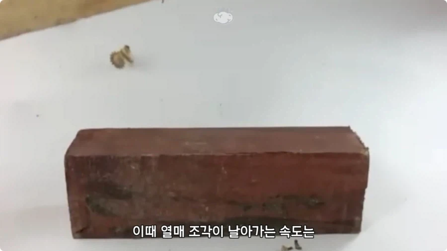 아마존에서 자라는 나무.jpg_38.webp