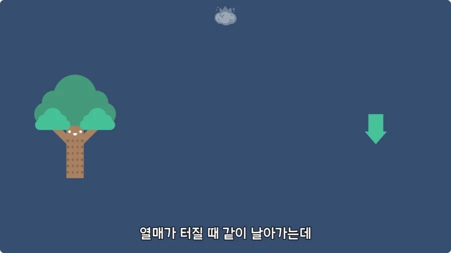 아마존에서 자라는 나무.jpg_41.webp