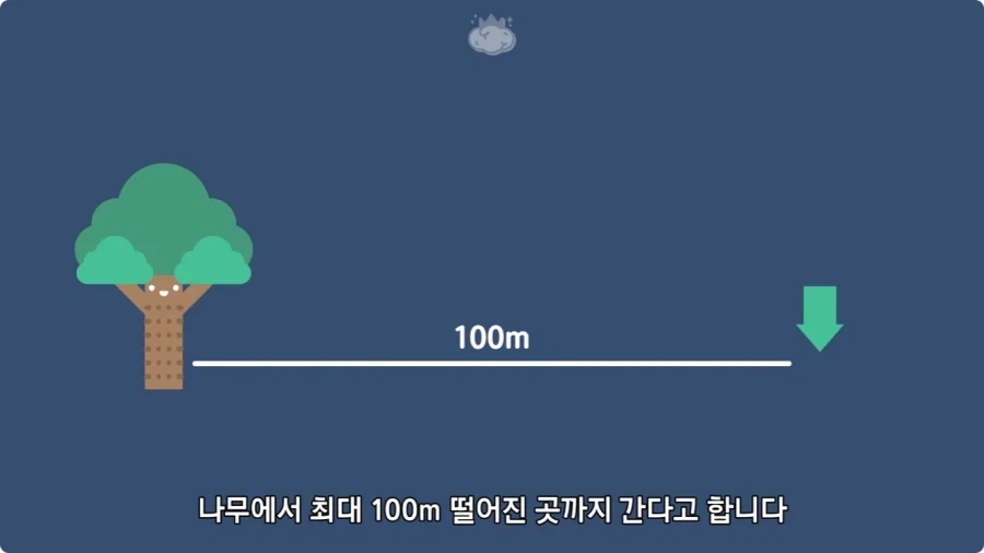 아마존에서 자라는 나무.jpg_42.webp