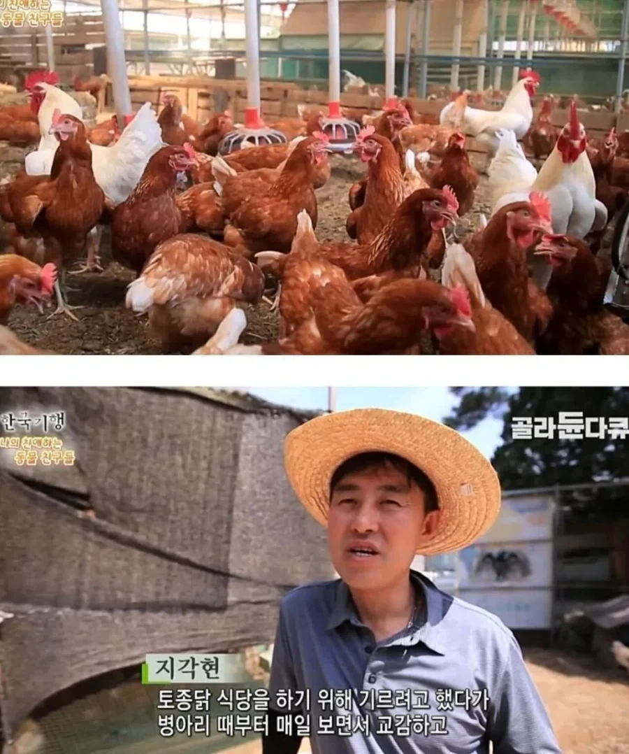 백숙집 차리려고 닭 키우기 시작한 부부의 최후_1.webp