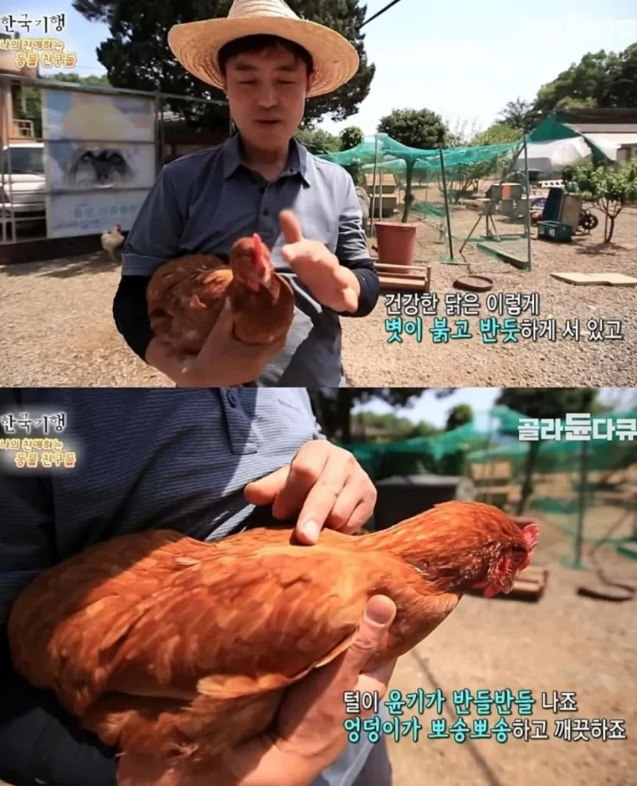 백숙집 차리려고 닭 키우기 시작한 부부의 최후_3.webp