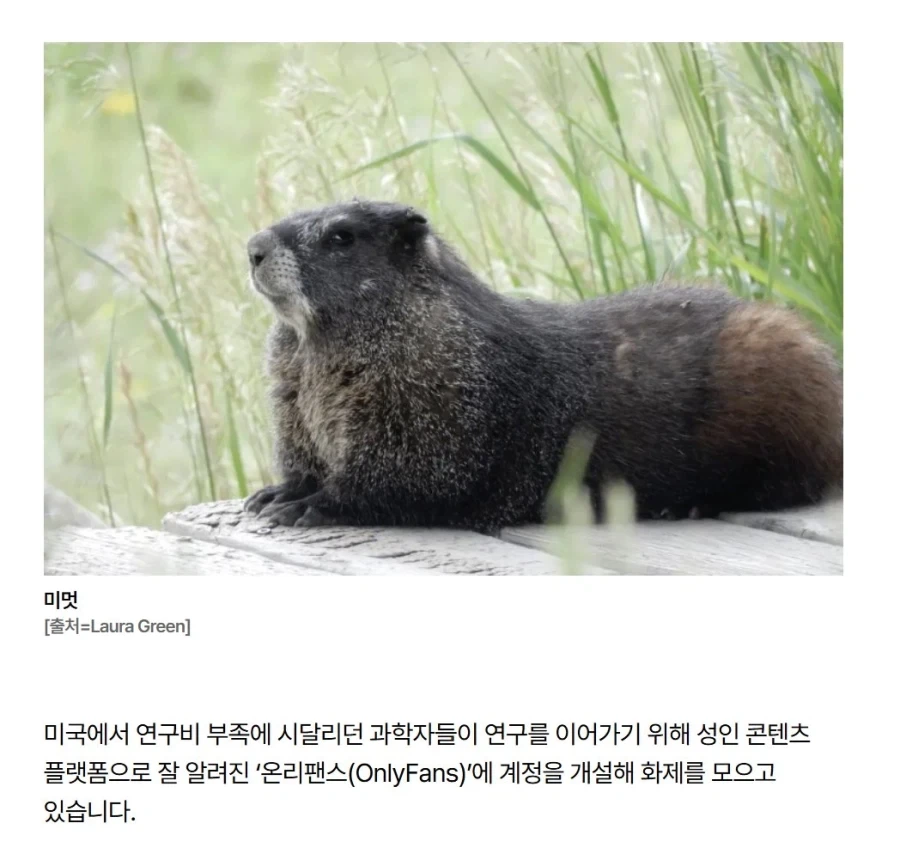 연구비가 부족해서 온리팬스를 한 연구자들_1.webp