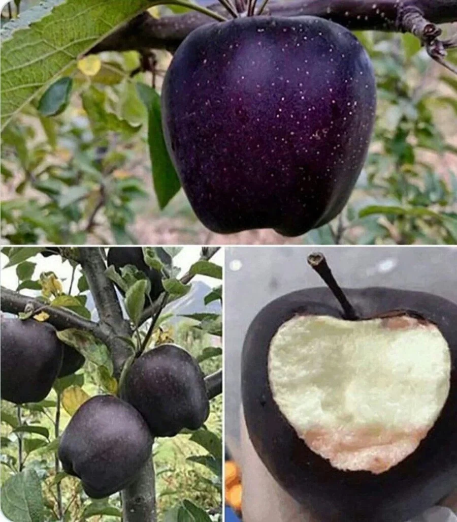 티베트에서만 자라는
