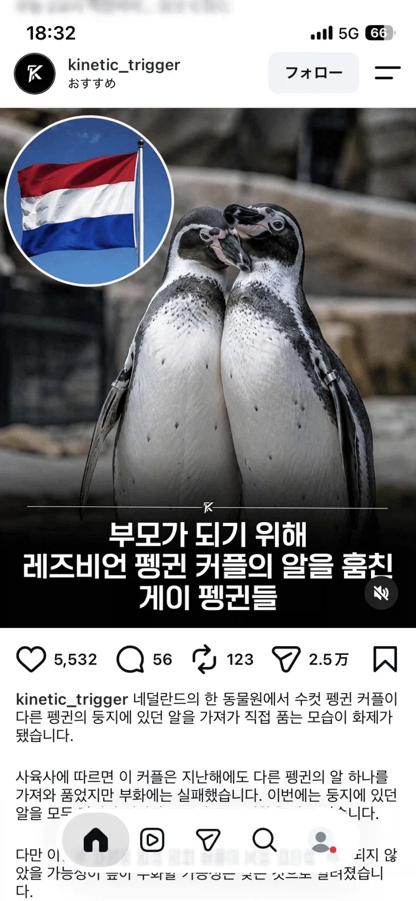 게이 펭귄 커플이 레즈비언 펭귄 커플의 알을 절도함_1.webp