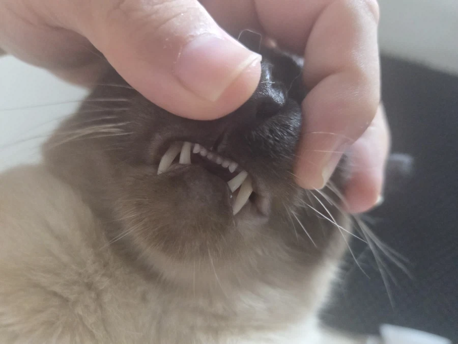 고양이 확대가 아닌 학대하는 사진입니다_1.webp