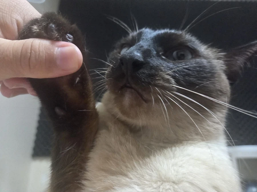 고양이 확대가 아닌 학대하는 사진입니다_4.webp