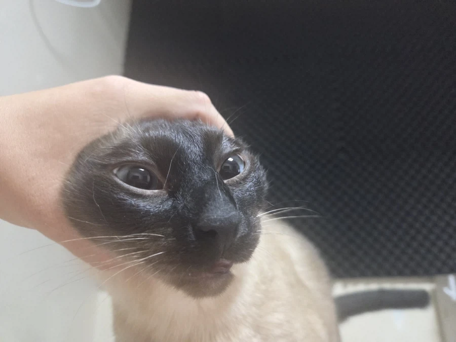 고양이 확대가 아닌 학대하는 사진입니다_6.webp