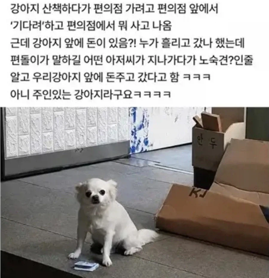 편의점 앞에서 기다린 댕댕이가 돈 받은 이유_1.webp