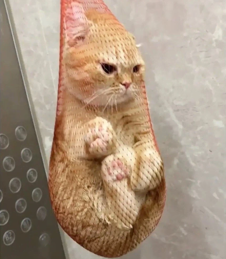 건물 관리인이 잡아준 집 나간 고양이_4.webp