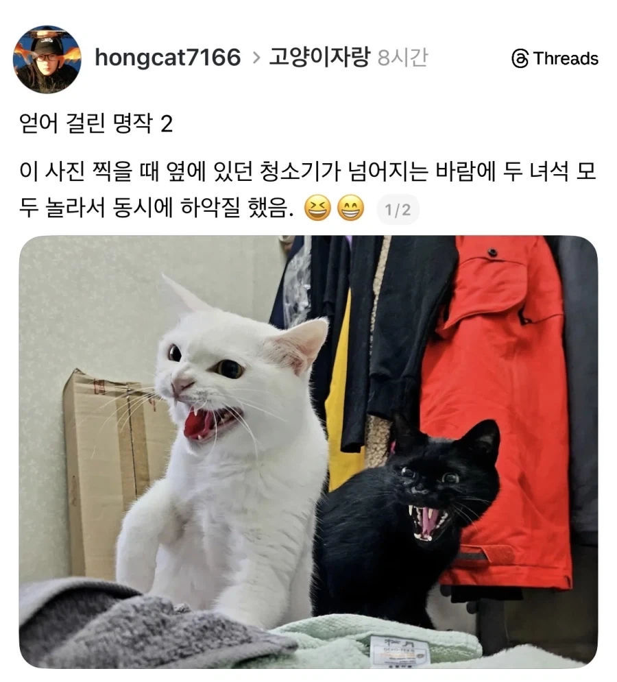 얻어걸린 명작.jpg_1.webp
