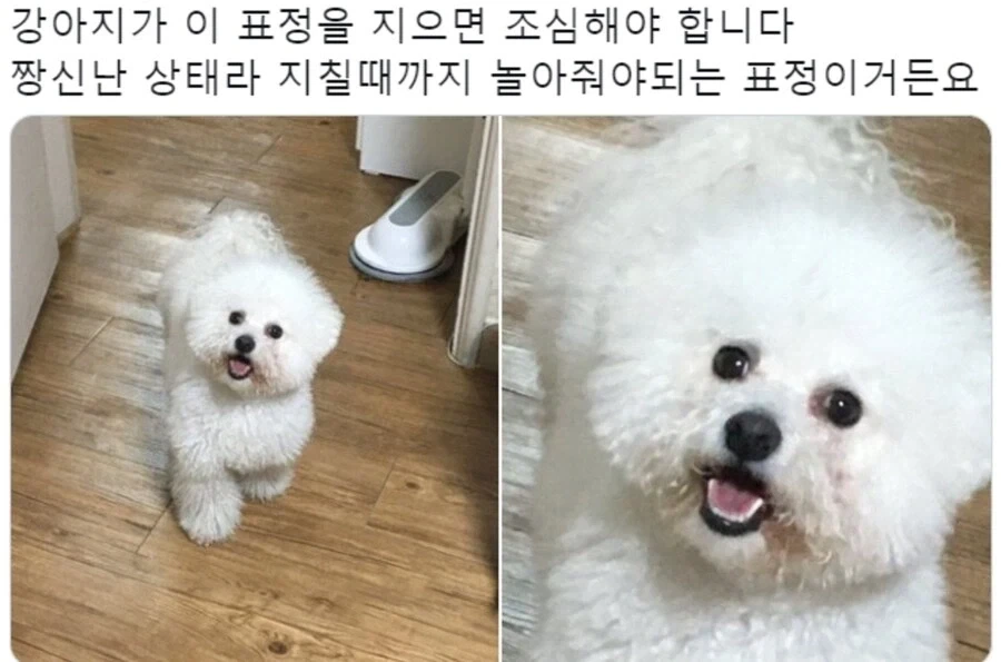 조심해야하는 강아지 표정.jpg_1.webp