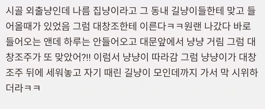 시골서 할머니손에 자란 외출냥이들 특_1.webp