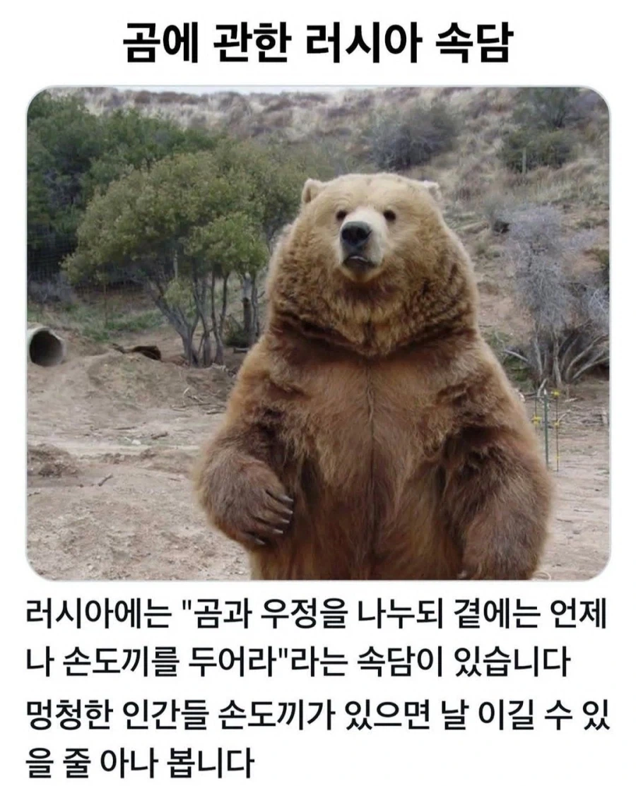 곰에 관한 러시아 속담_1.webp