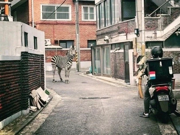 앵간한 락 그룹 앨범 자캣은 씹어 먹는다는 사진_1.webp