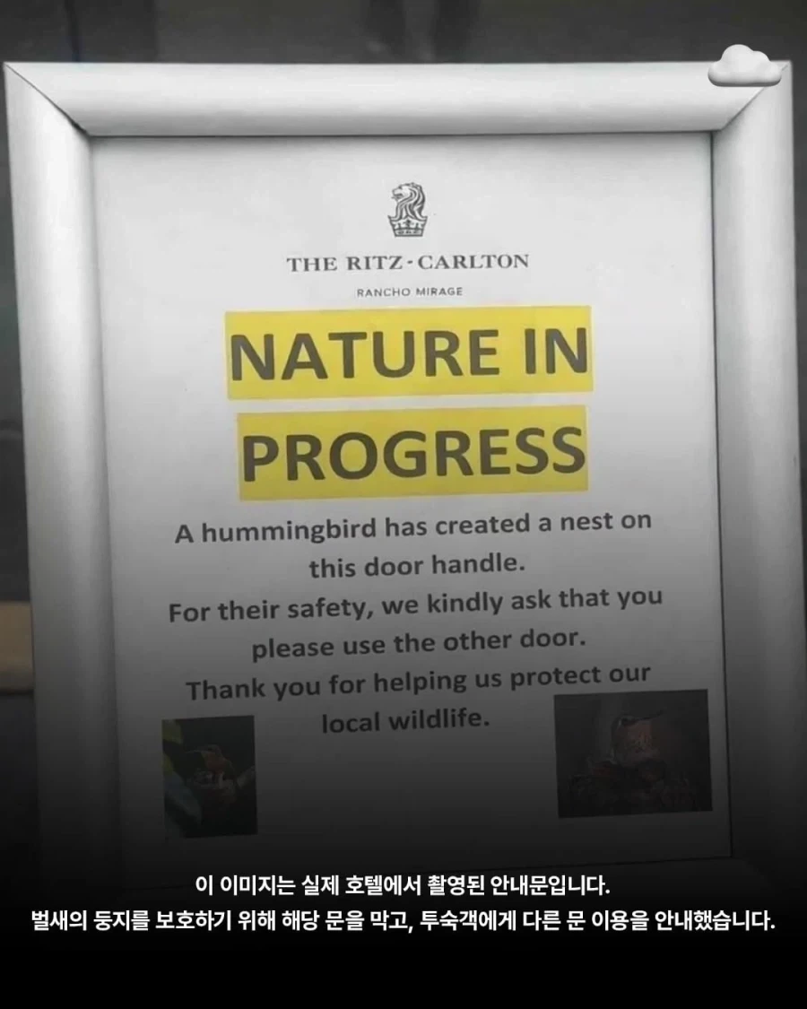 호텔 손잡이에 둥지를 튼 벌새_3.webp