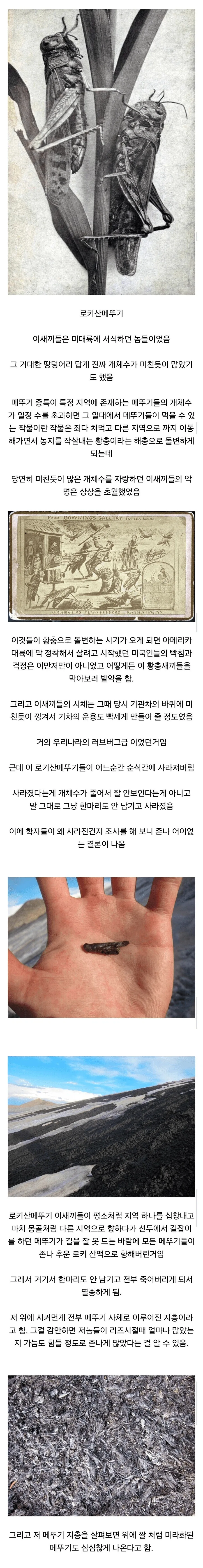 어이 없게 멸종 당한 곤충_1.webp