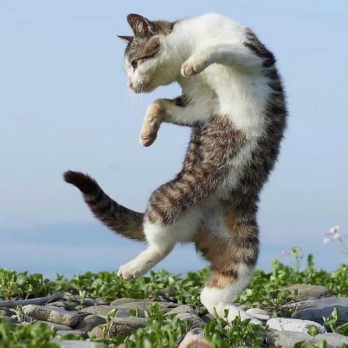 붉은사막 고양이 얻으려고 생쇼중_1.webp