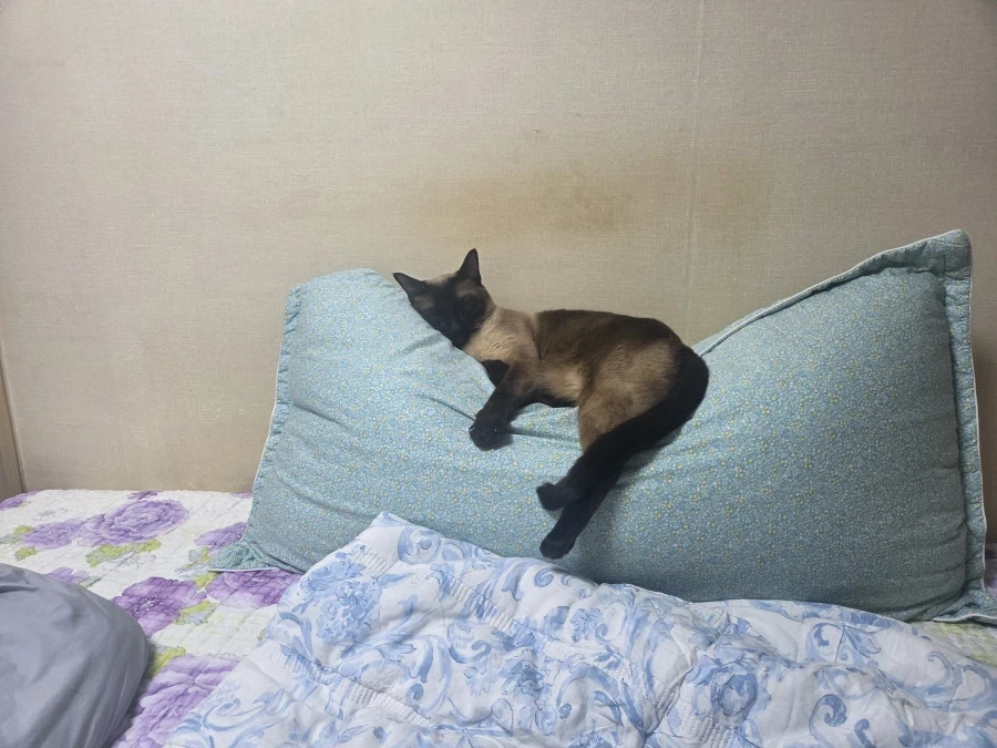 고양이 집사는 야한 다키마쿠라가 사고는 싶다..._1.webp
