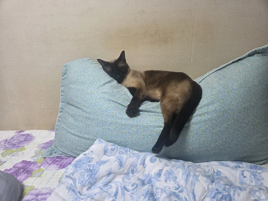 고양이 집사는 야한 다키마쿠라가 사고는 싶다..._2.webp