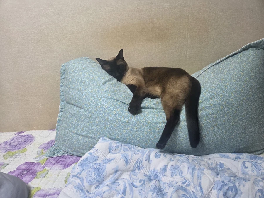 고양이 집사는 야한 다키마쿠라가 사고는 싶다..._3.webp