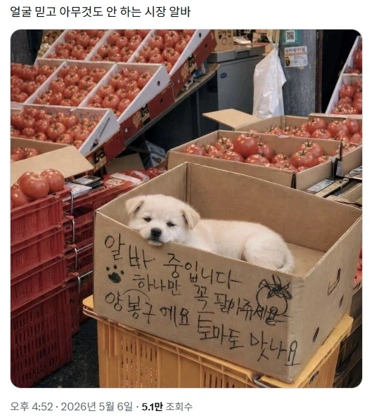 얼굴만 믿고 아무것도 안하는 시장 알바_1.webp