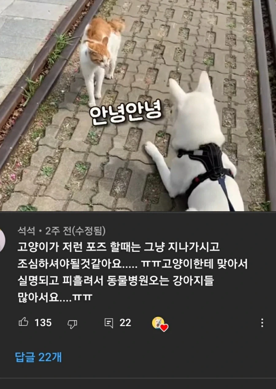 고양이 발톱은 진짜 조심해야겠네.jpg_1.webp
