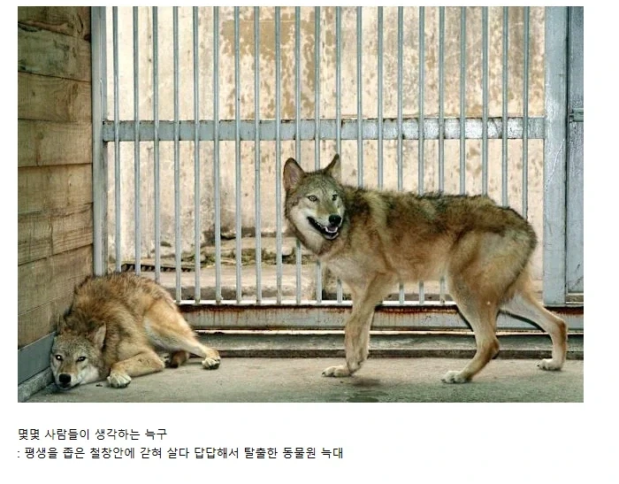 늑구에 대한 오해.jpg_1.webp