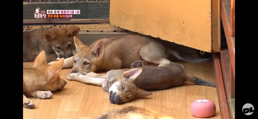 늑대 강아지들_1.webp