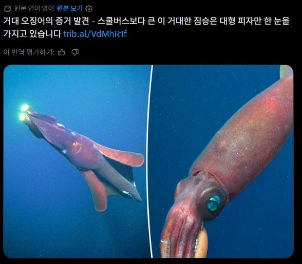 거대 오징어를 발견했습니다!_1.webp