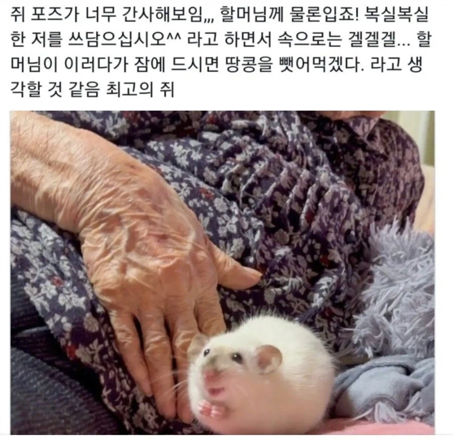 간사한 쥐새끼_1.webp