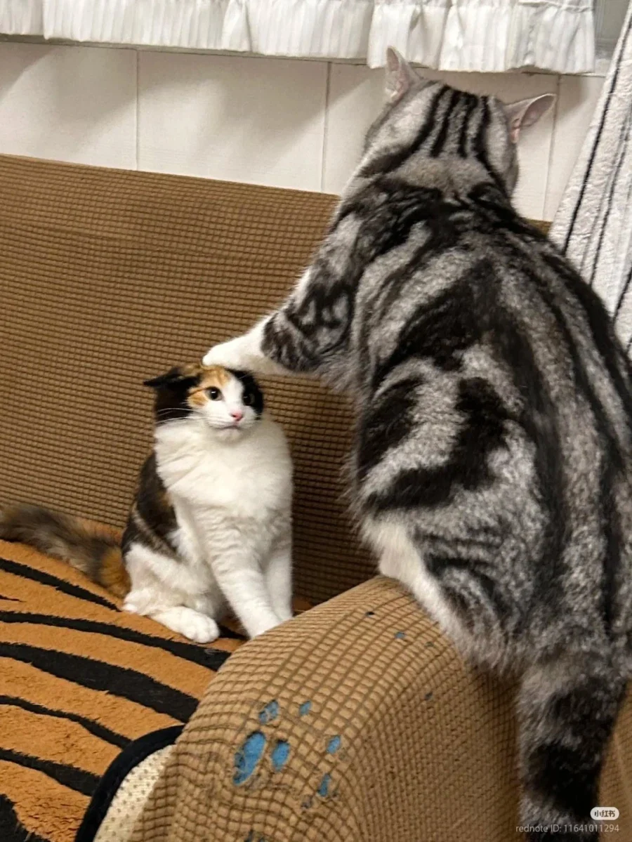 고양이: 눈높이를 낮추도록 _1.webp