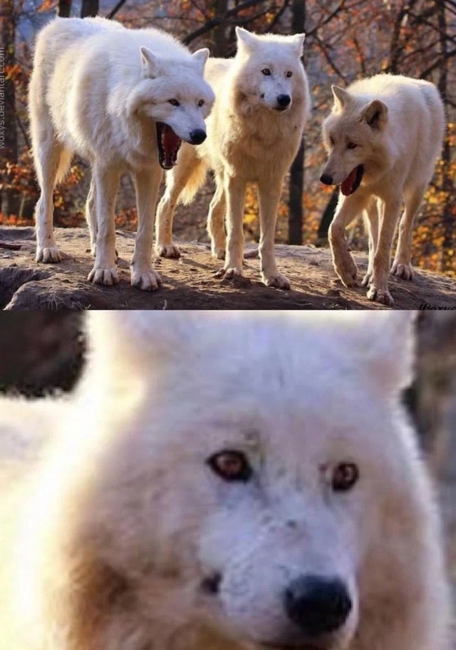 보면 많이들 실망하는 원본.jpg_1.webp