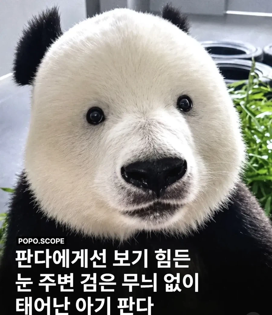 잉크 부족한 상태로 만들어진 판다_1.webp