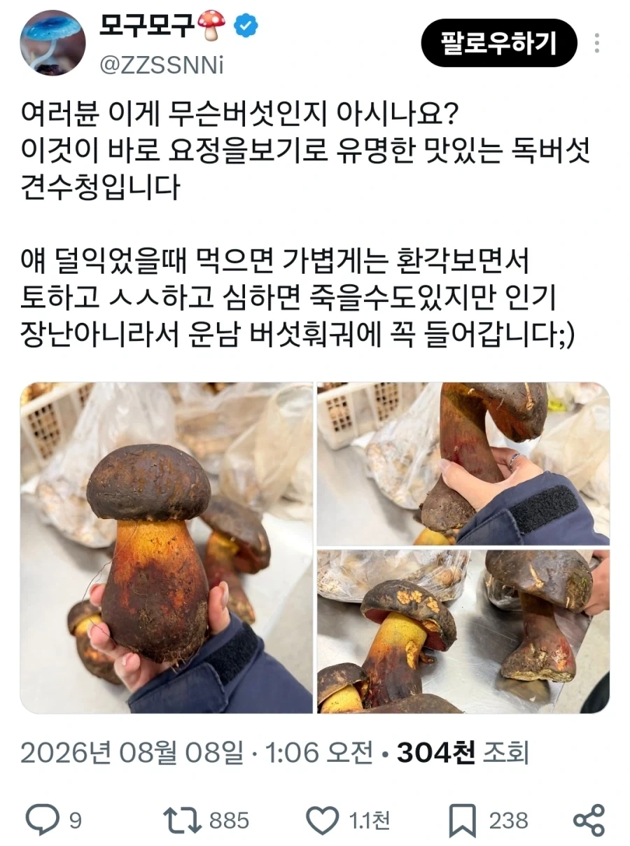 중국 운남의 죽을정도로 맛있는 버섯_1.webp