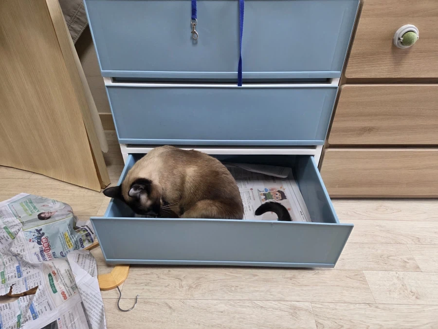 고양이 집사가 휴일에 옷정리를 포기한 이유_1.webp