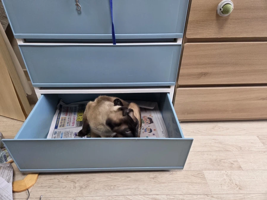 고양이 집사가 휴일에 옷정리를 포기한 이유_2.webp