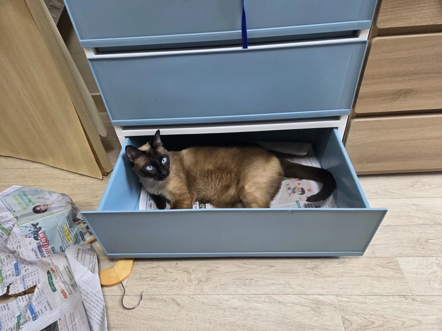 고양이 집사가 휴일에 옷정리를 포기한 이유_3.webp