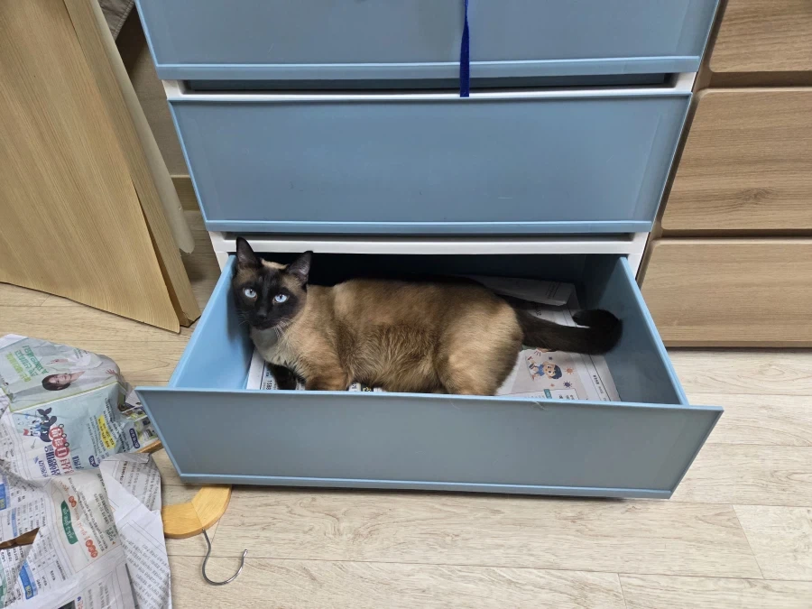 고양이 집사가 휴일에 옷정리를 포기한 이유_4.webp