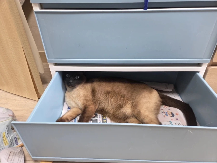 고양이 집사가 휴일에 옷정리를 포기한 이유_5.webp