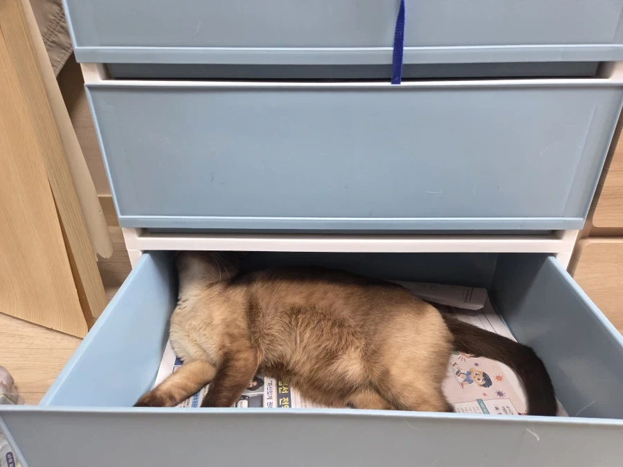 고양이 집사가 휴일에 옷정리를 포기한 이유_6.webp