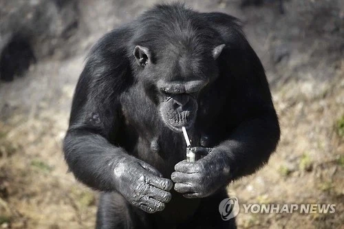 북한 동물원의 침팬지_1.webp