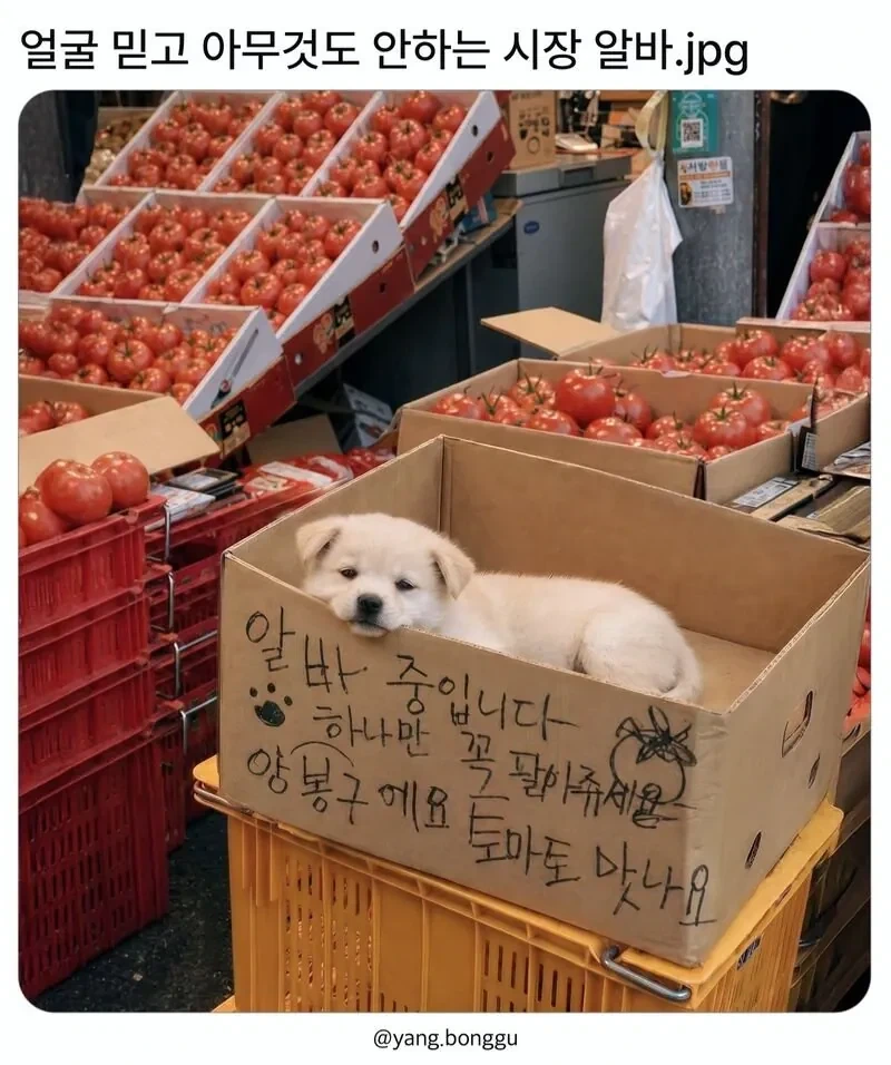 얼굴 믿고 아무것도 안하는 시장 알바_1.webp