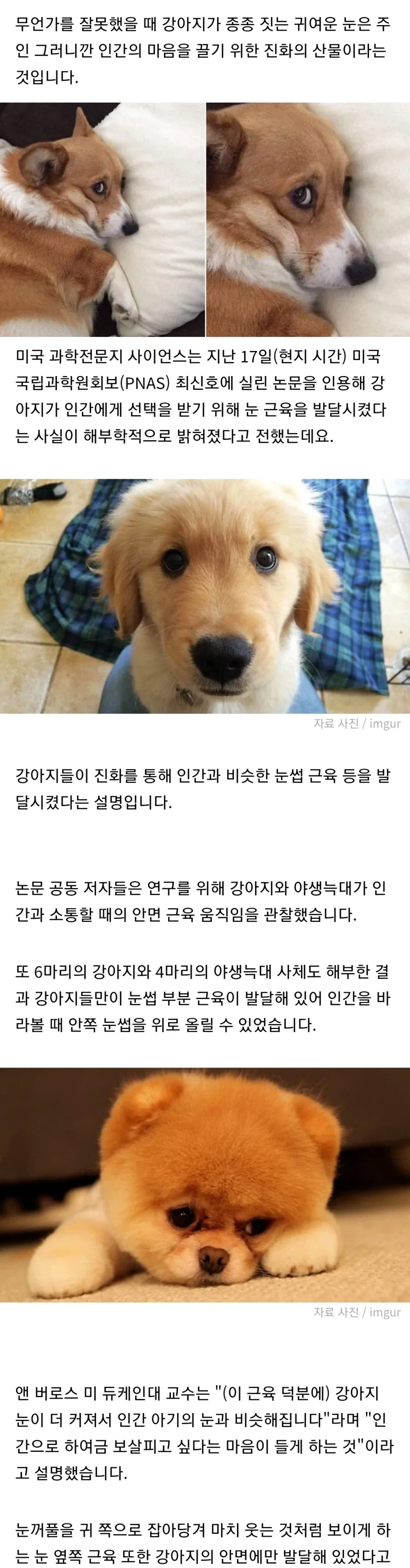 댕댕이의 대표적인 생존전략.jpg_1.webp