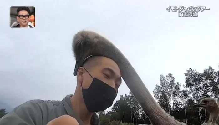대머리를 알로 착각하고 품어주는 타조들_1.webp