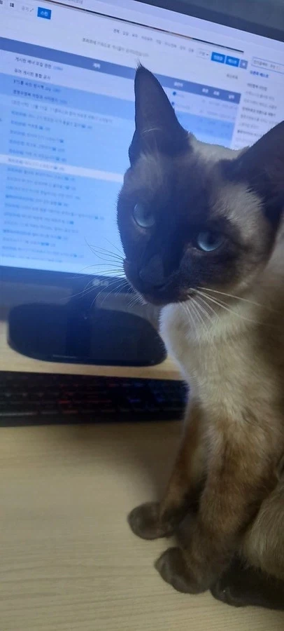 고양이 : 하 집사 너 이런 것 보니?_1.webp
