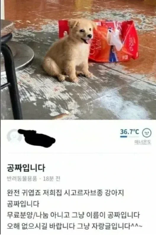 당근에 올라온 강아지 공짜_1.webp